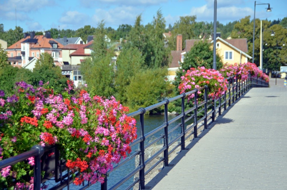 Det blommande broräcketn på Strömbron i Borensberg2014